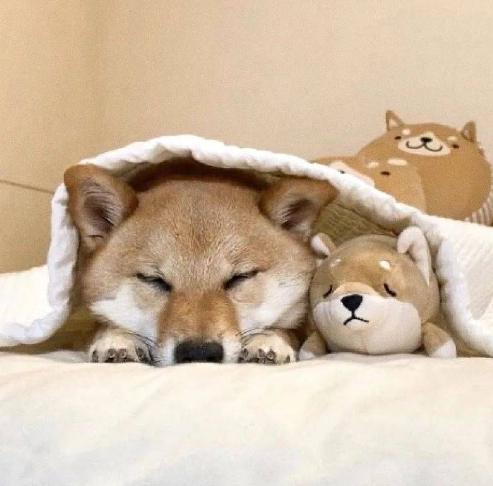 狗狗戴頭套適應方法