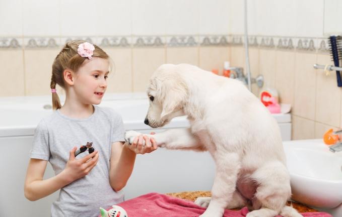 狗洗澡費用 狗洗澡費用