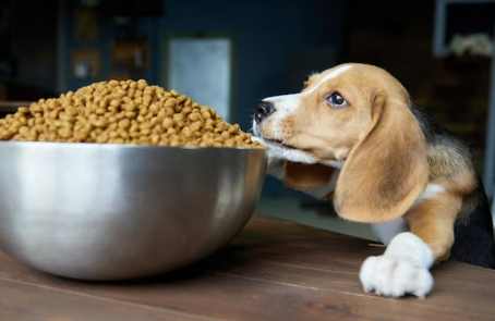 狗狗飲食禁忌 狗狗飲食禁忌