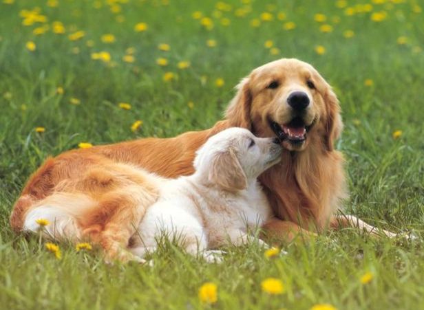 寵物胸部硬塊檢查