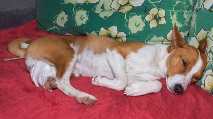 寵物死亡身體變化