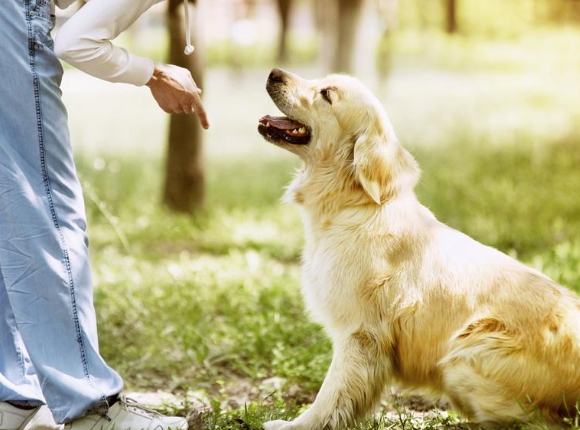 吠叫控制方法 吠叫控制方法