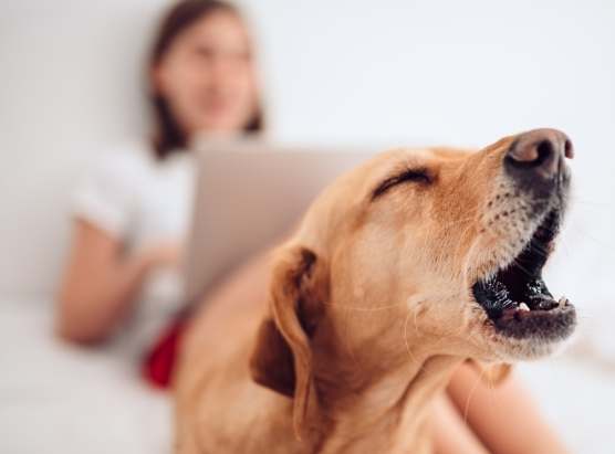 狗狗吠叫原因 狗狗吠叫原因