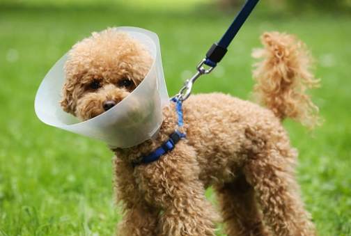 狗狗術後進食技巧