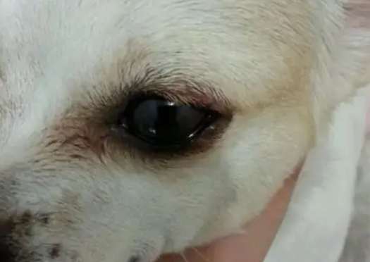 狗狗眼睛紅腫治療