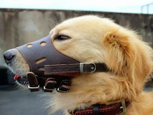 狗狗止吠工具 狗狗止吠工具