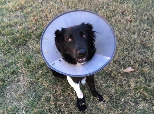 狗頭套使用指南