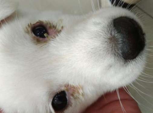 狗狗眼睛紅腫處理