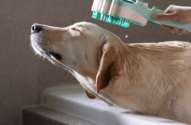 狗狗洗頭技巧