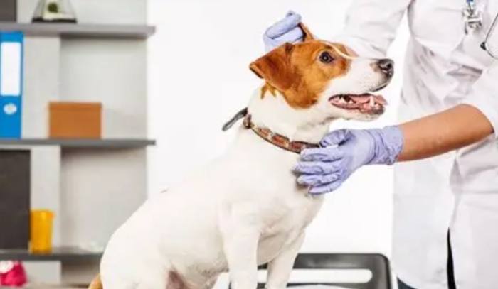 狗狗半夜叫 狗狗半夜叫