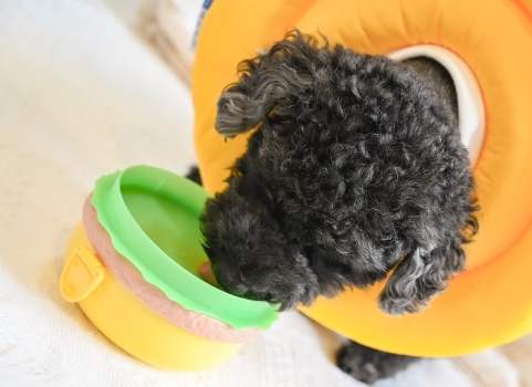 寵物頭套選擇 寵物頭套選擇