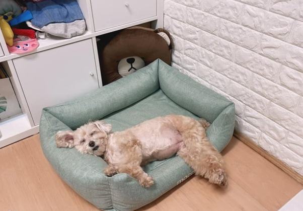 貴賓狗睡眠習慣 貴賓狗睡眠習慣