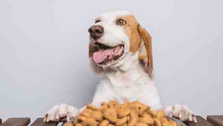 狗狗飲食禁忌 狗狗飲食禁忌