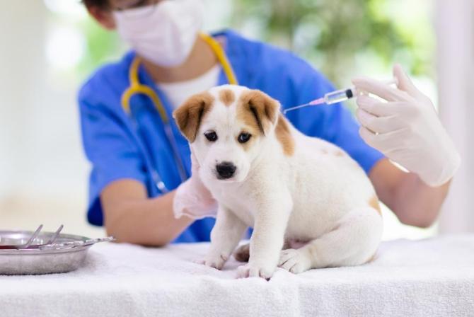 五合一疫苗副作用 五合一疫苗副作用