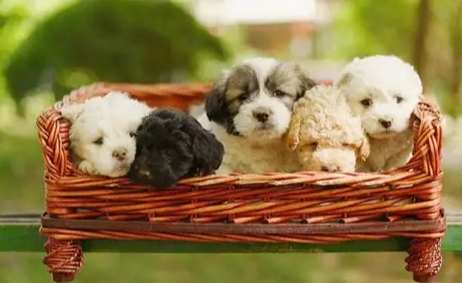 貴賓狗毛色 貴賓狗毛色