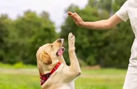 狗狗行為訓練 狗狗行為訓練