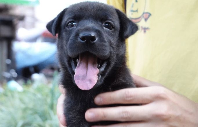 幼犬吠叫訓練 幼犬吠叫訓練