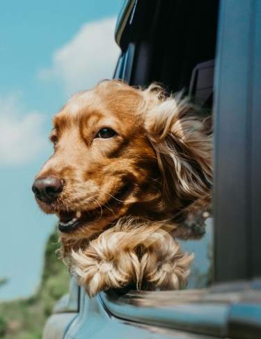 狗叫噪音處理 狗叫噪音處理
