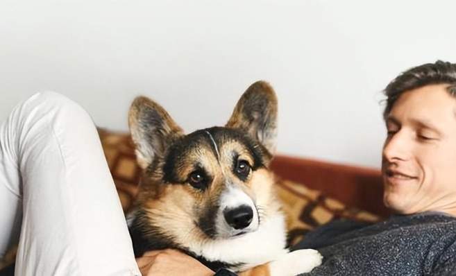 寵物狗陪伴指南 寵物狗陪伴指南