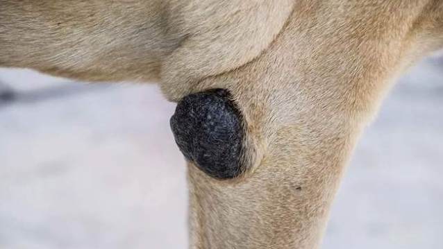 狗良性黑色素瘤症狀