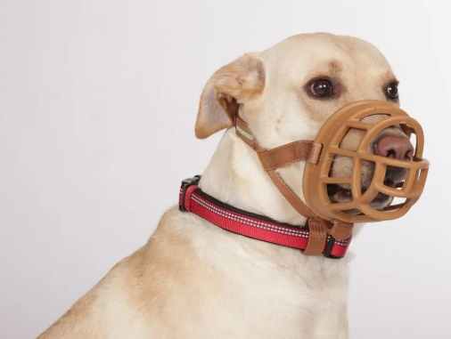 狗狗頭套喝水困難