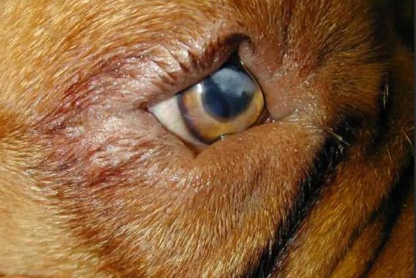 狗眼睛脫毛原因