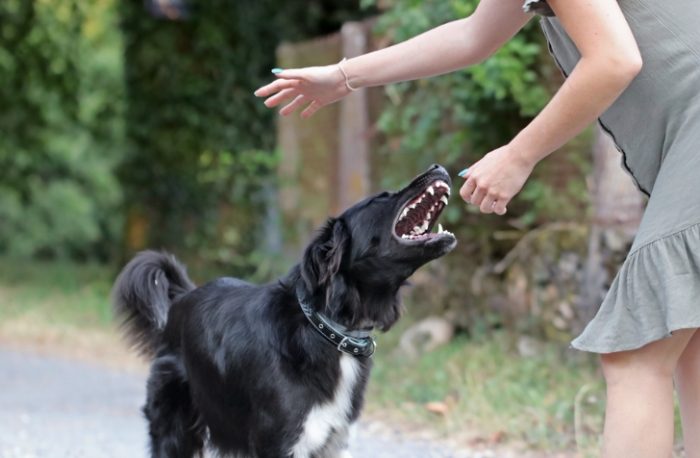 狗咬傷口急救 狗咬傷口急救