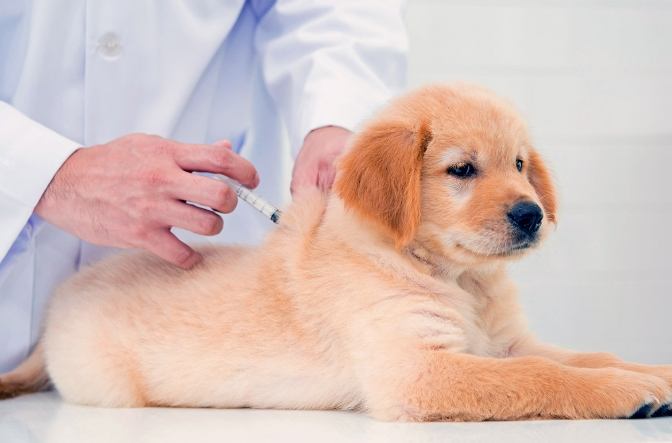 五合一疫苗副作用 五合一疫苗副作用