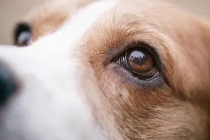 狗狗眼睛紅腫 狗狗眼睛紅腫