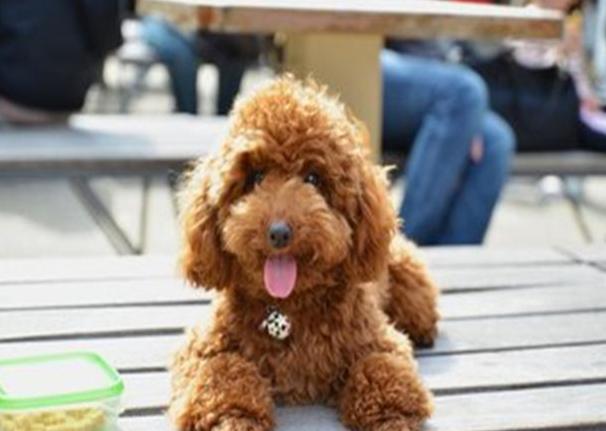 玩具貴賓標準體重 玩具貴賓標準體重