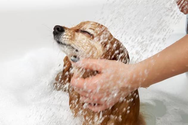 狗狗洗澡步驟