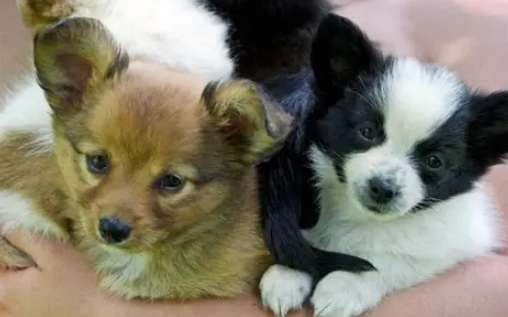 幼犬籠內訓練 幼犬籠內訓練