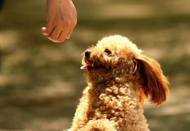 狗狗行為訓練 狗狗行為訓練