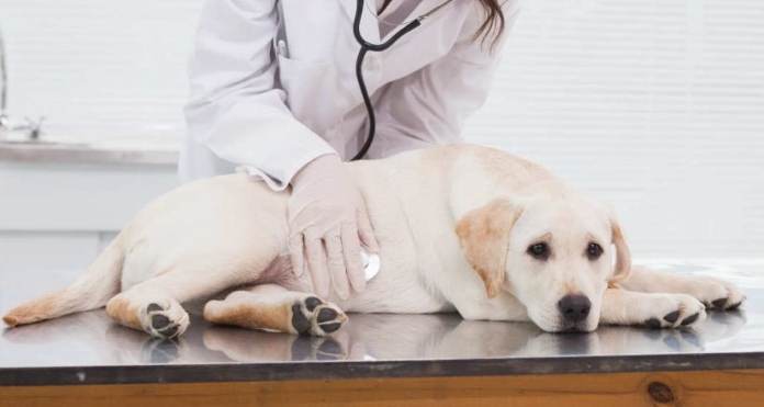 狗狗肺癌照護 狗狗肺癌照護