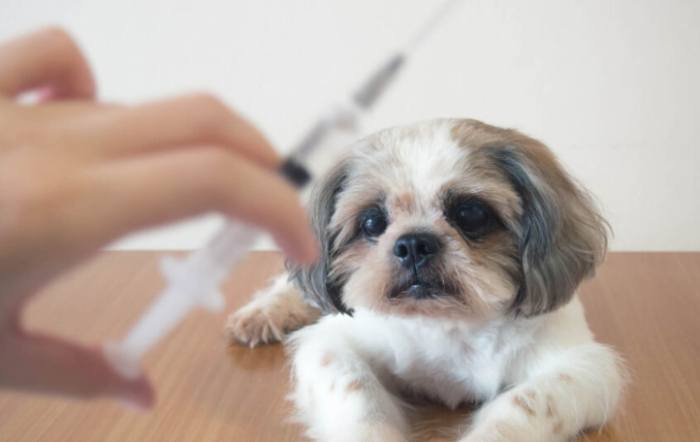 狗五合一副作用