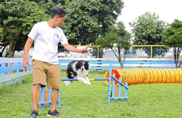 寵物行為矯正 寵物行為矯正