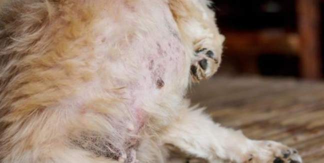 狗狗腫瘤治療 狗狗腫瘤治療