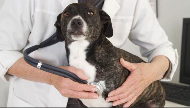 狗狗腦瘤症狀 狗狗腦瘤症狀