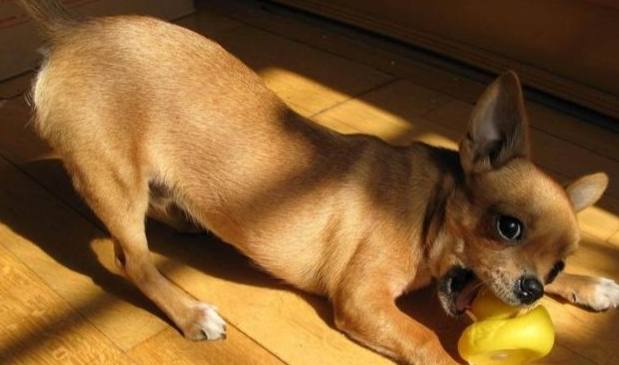 小型犬缺點 小型犬缺點