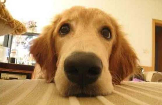 海帶對狗狗的影響 海帶對狗狗的影響