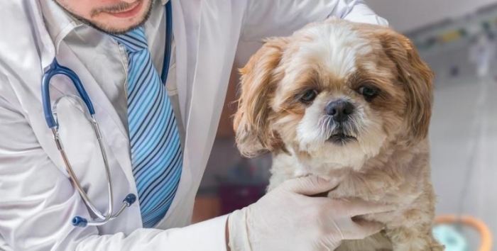 胸腔腫瘤症狀 胸腔腫瘤症狀