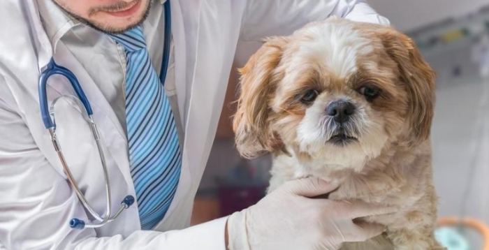 狗腫瘤早期症狀