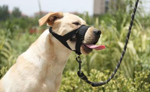 狗狗戴頭套喝水