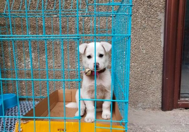 幼犬籠內訓練 幼犬籠內訓練