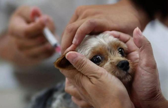 狗五合一副作用