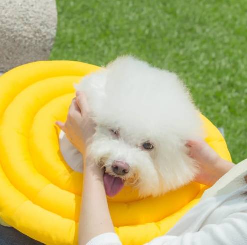 如何給狗戴頭套