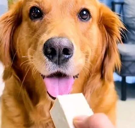 豆腐對狗的好處 豆腐對狗的好處