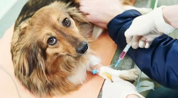 狗狗洗牙價格 狗狗洗牙價格