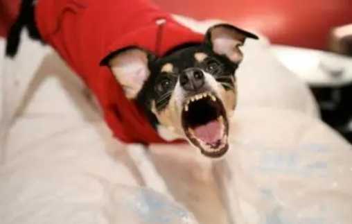 制止狗狗叫聲訓練 制止狗狗叫聲訓練