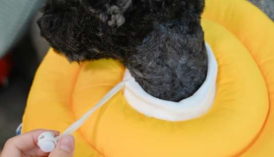 狗狗頭套適應方法 狗狗頭套適應方法